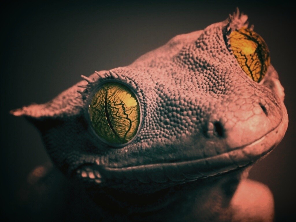 Ящерка обои