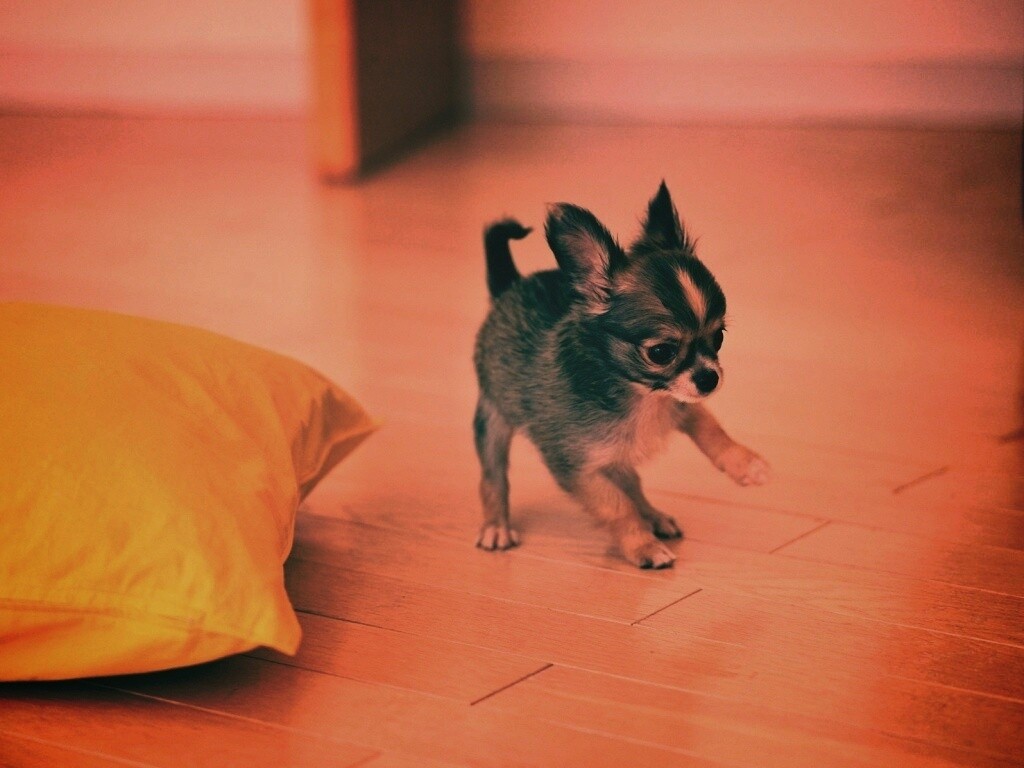 Щёнок той терьера обои