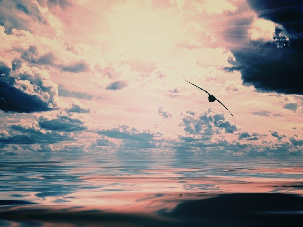 Лети как птица над волнами обои