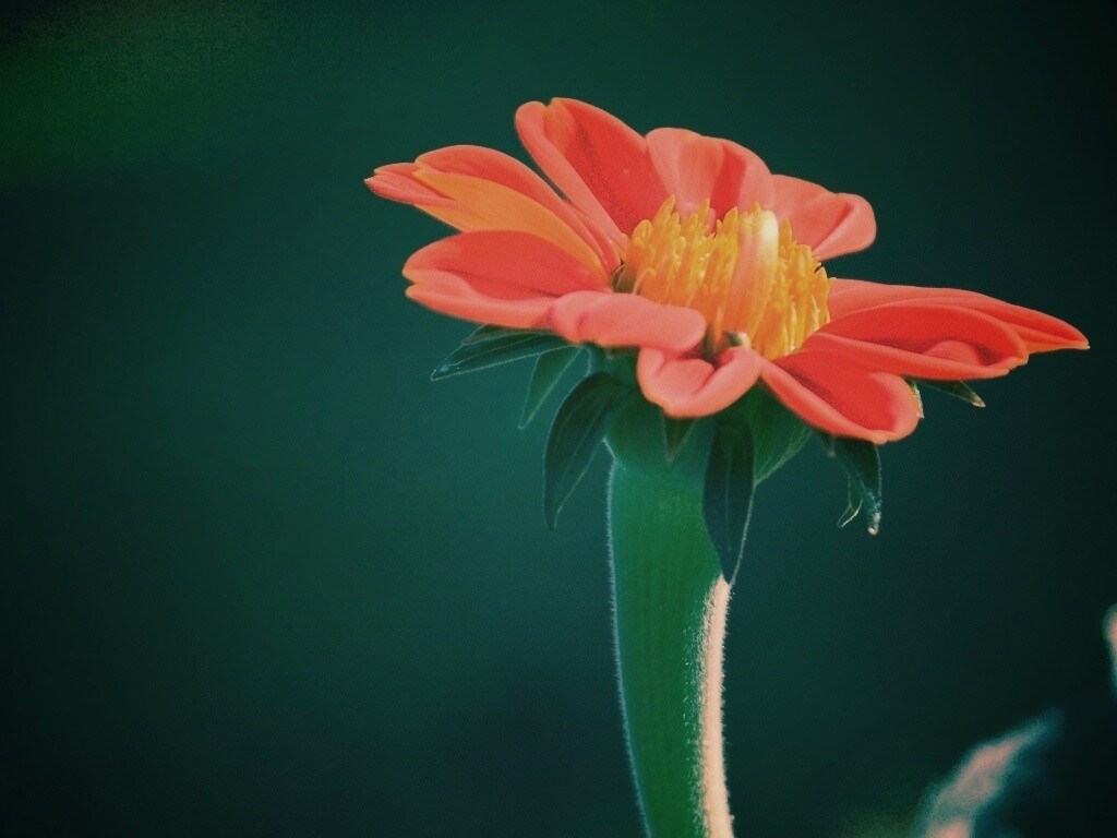 Красивый красный цветок обои