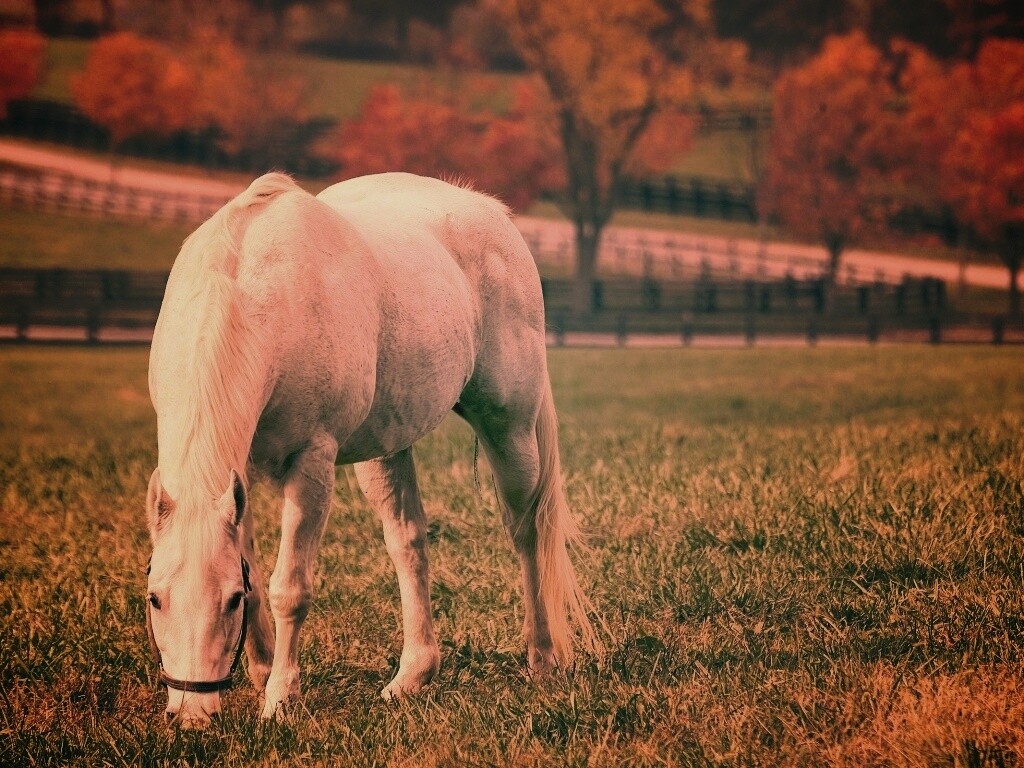 Красивая белая лошадь обои