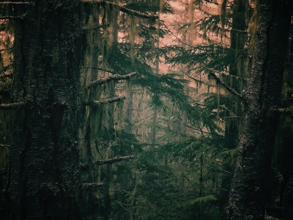 Дремучий лес обои