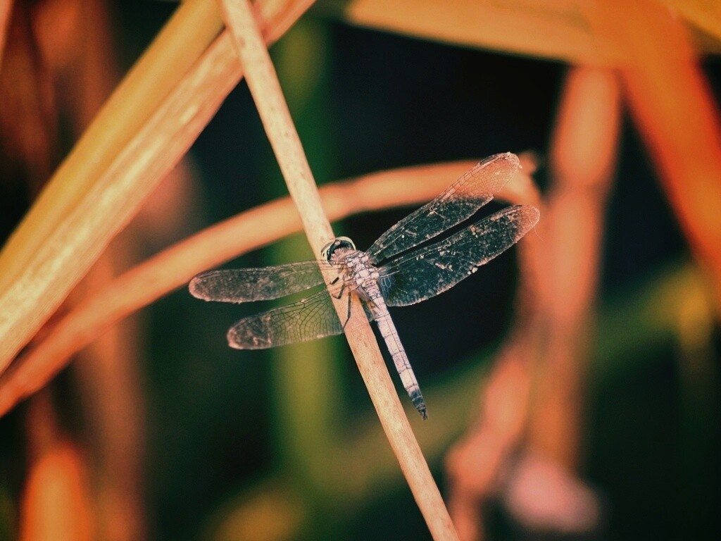Стрекоза на тарвинке обои