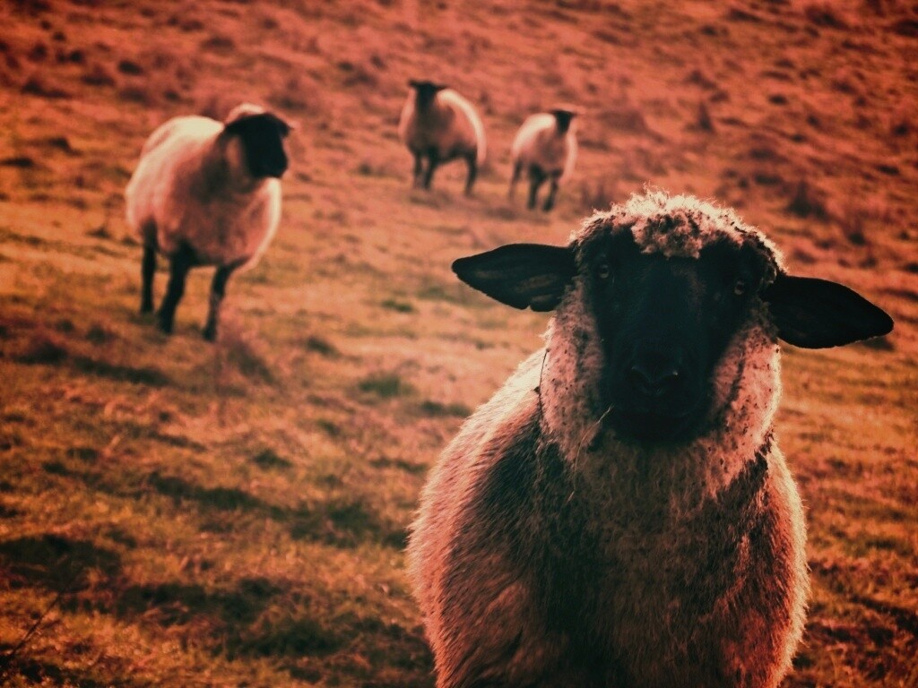 Овцы на пастбище обои