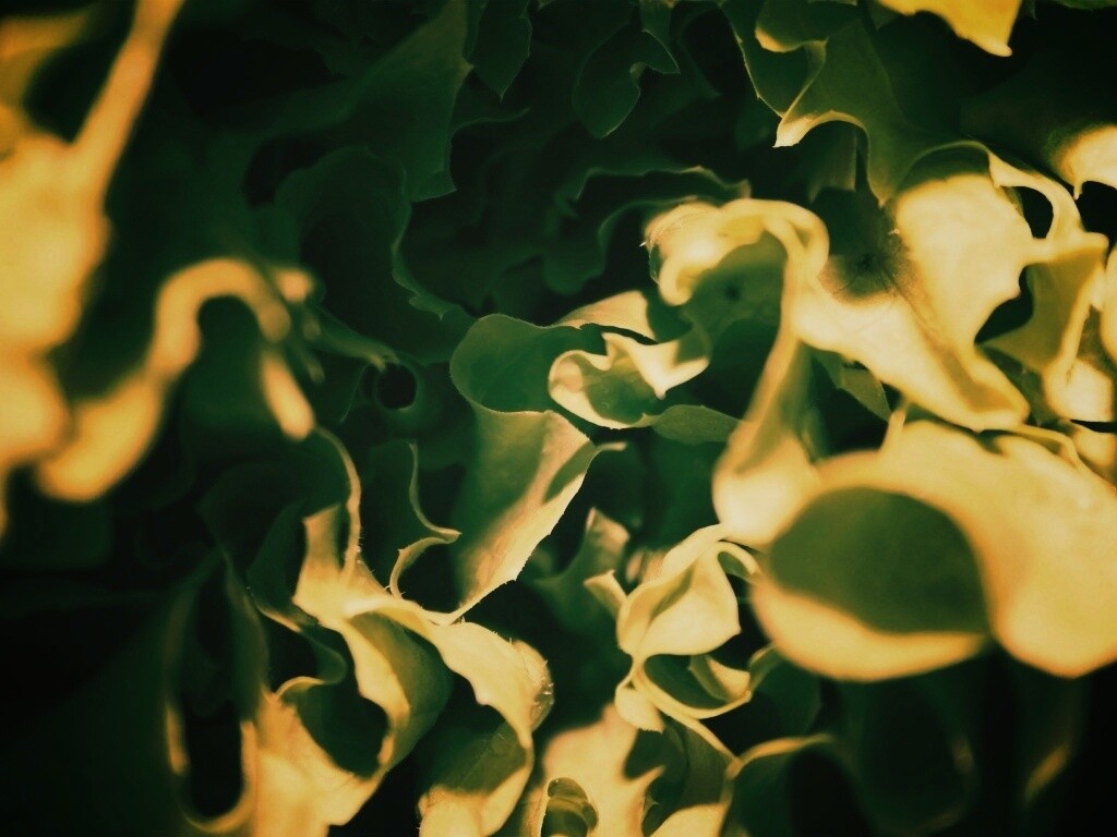 Зеленая листва обои