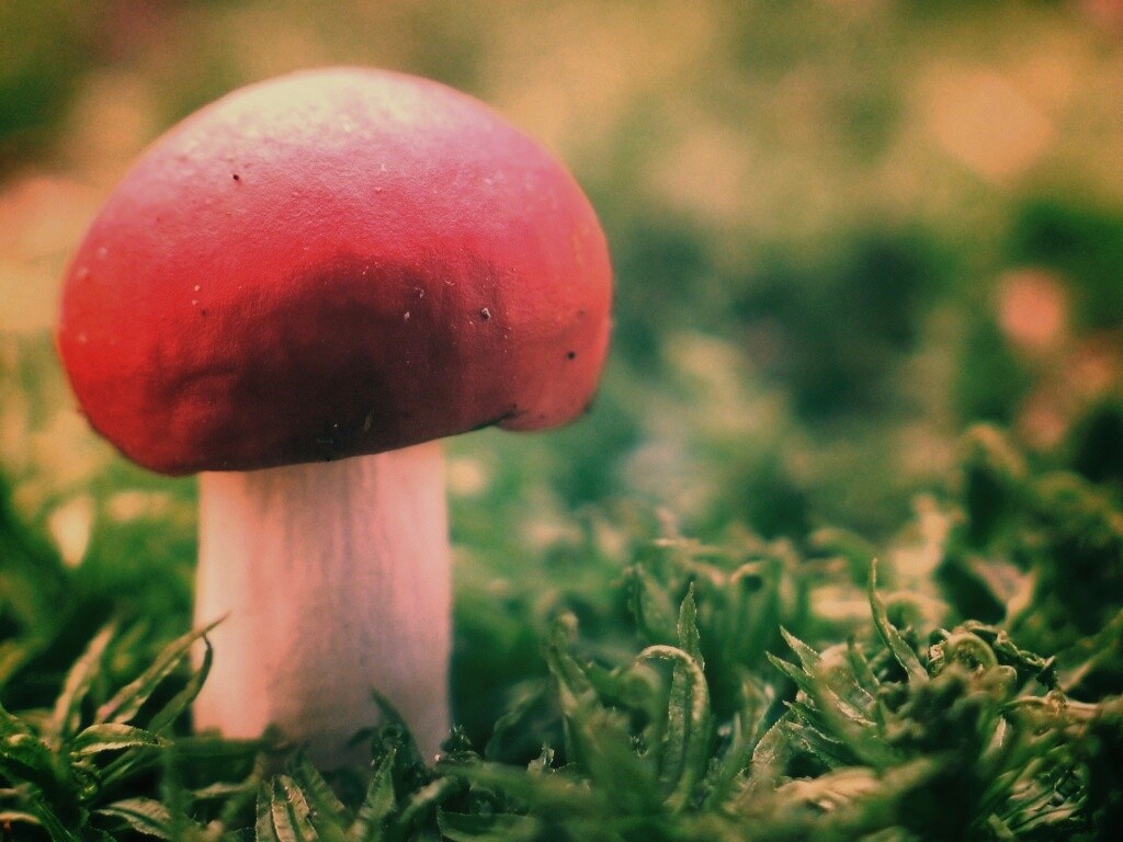 Грибок с красной шапкой обои