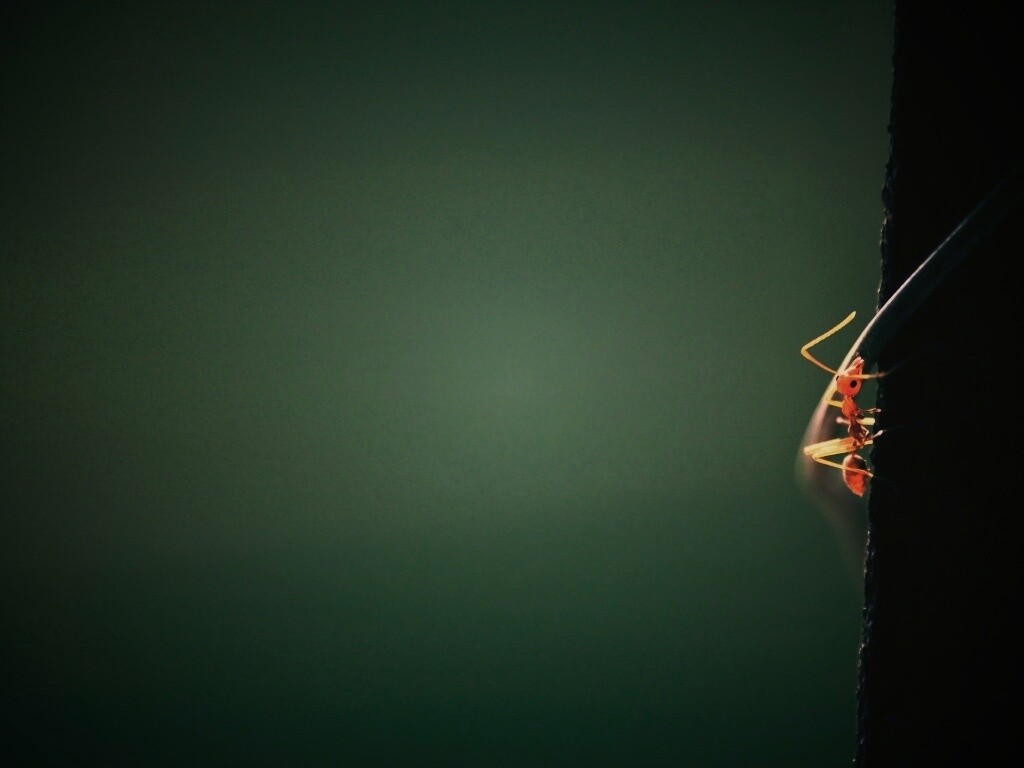 Муравей-пожарник обои