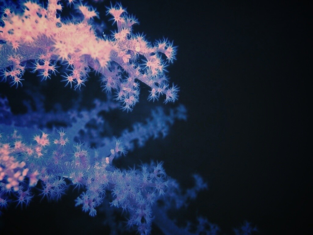 Кораллы обои