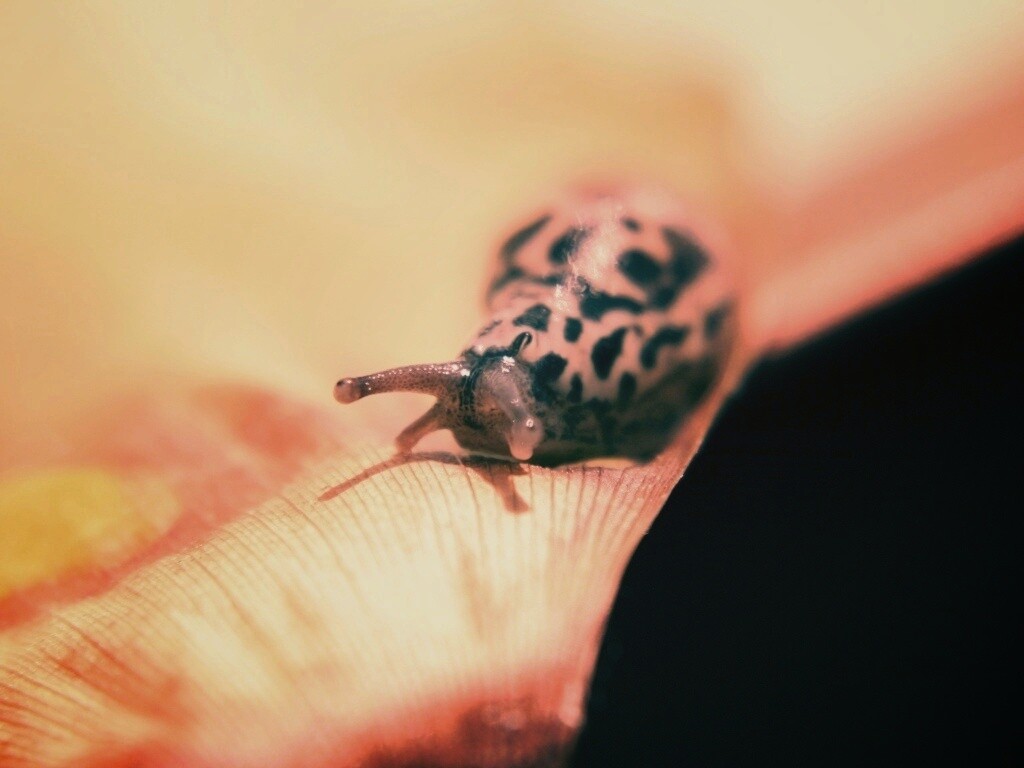 Ползущая улитка обои