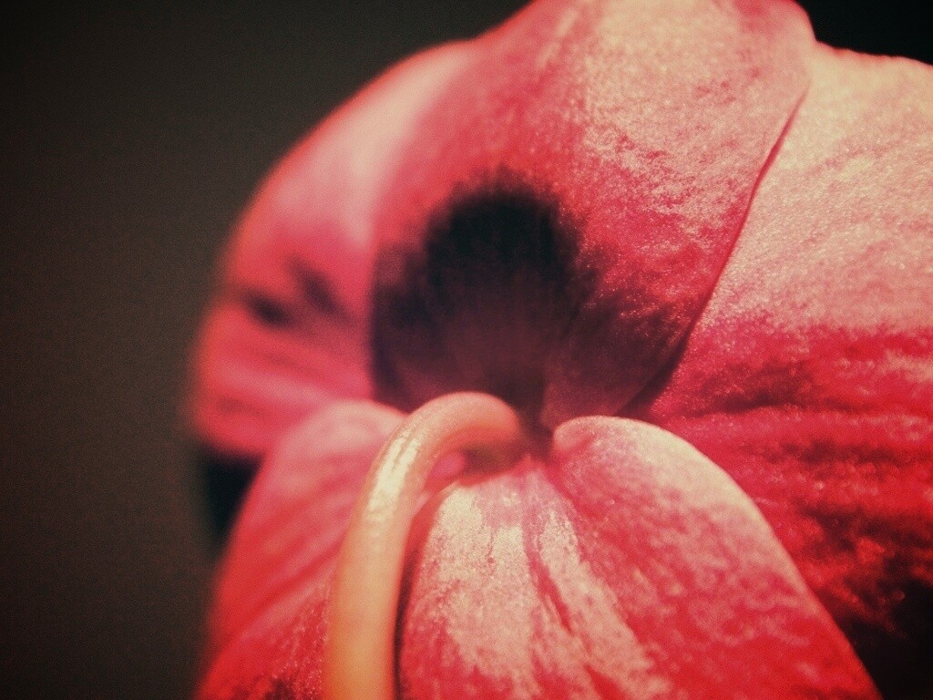 Розовый стебель обои