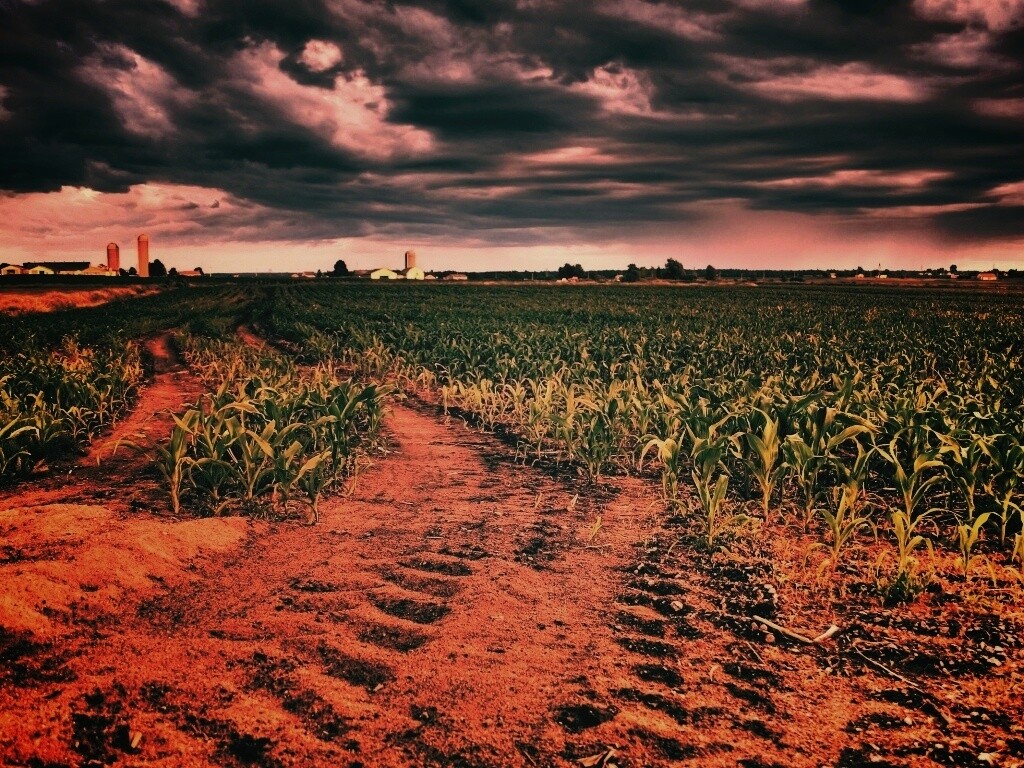 Кукурузное поле у фермы обои