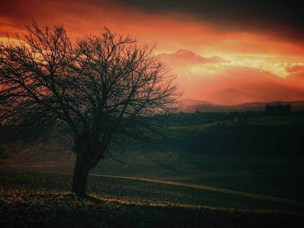 Дерево и горы обои