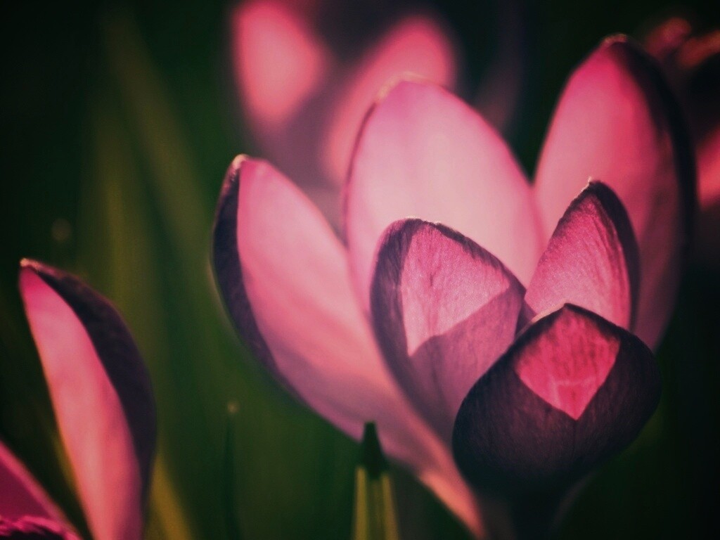 Фиолетовый крокус обои