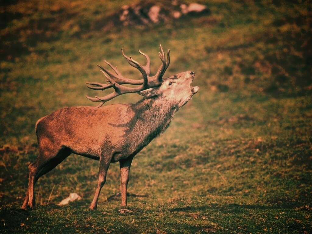 Лось зовёт сородичей обои