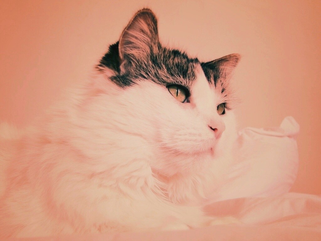 Белый кот с серой макушкой обои