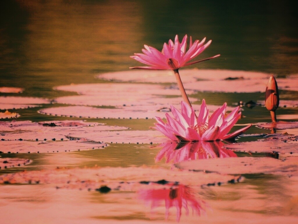 Цветущие кувшинки обои