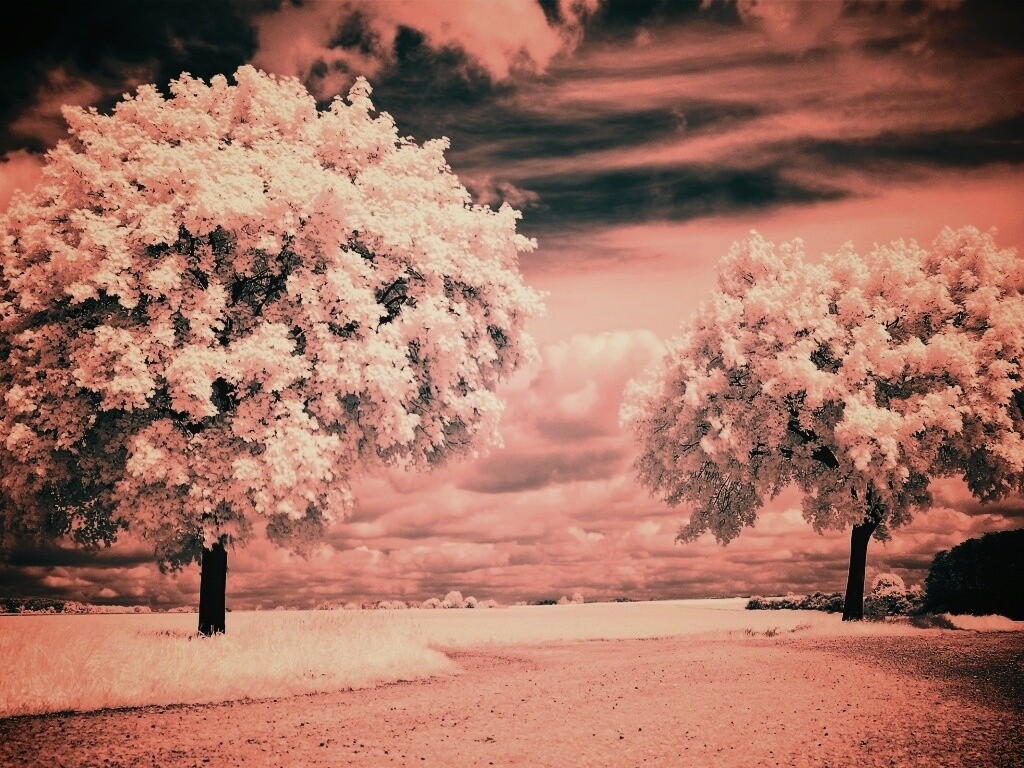 Деревья в цвету обои