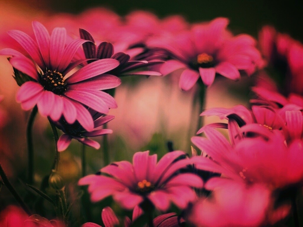 Яркие фиолетовые цветы обои