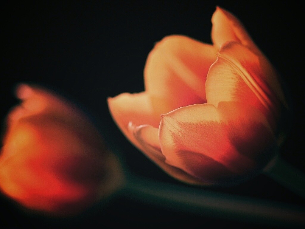 Тюльпаны в темноте обои