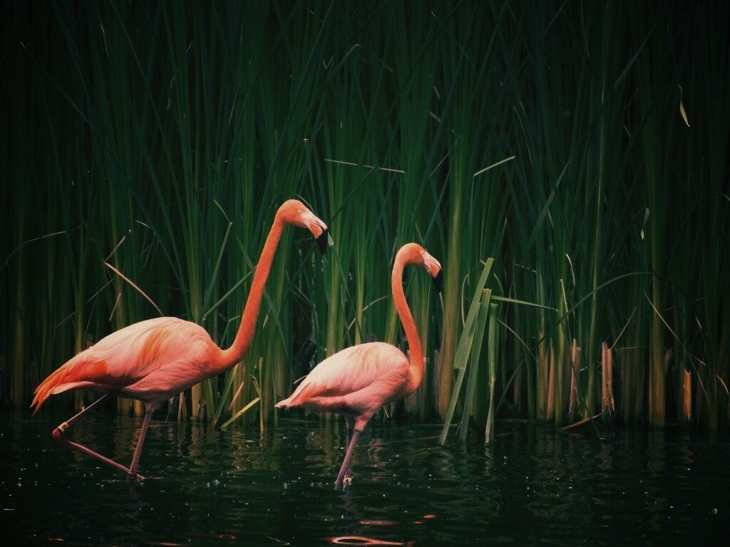 Красивые розовые фламинго на озере обои