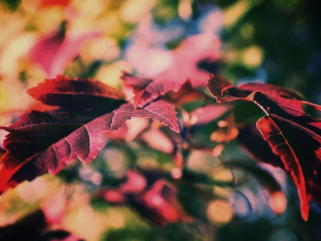 Красивые осенние листья в баговых цветах обои