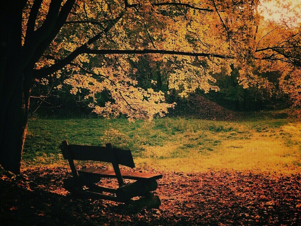 Скамейка под деревом обои