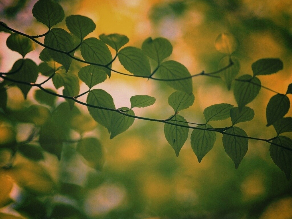 Ветка яркой зелени обои