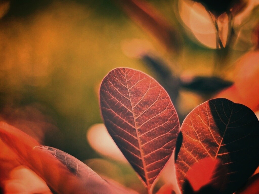 Красные листья обои