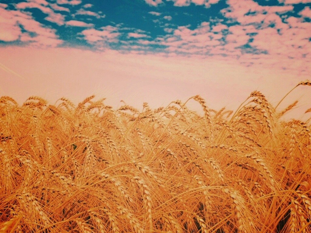 Колосья в поле обои
