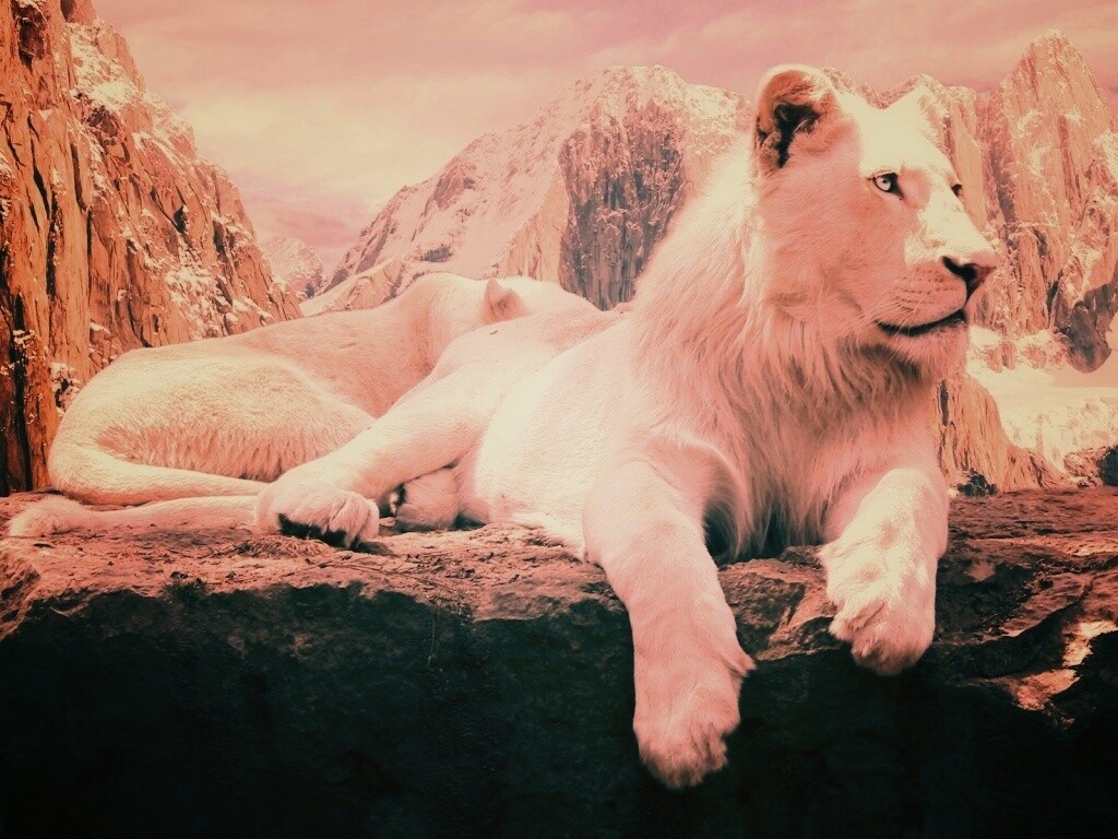 Белый лев обои