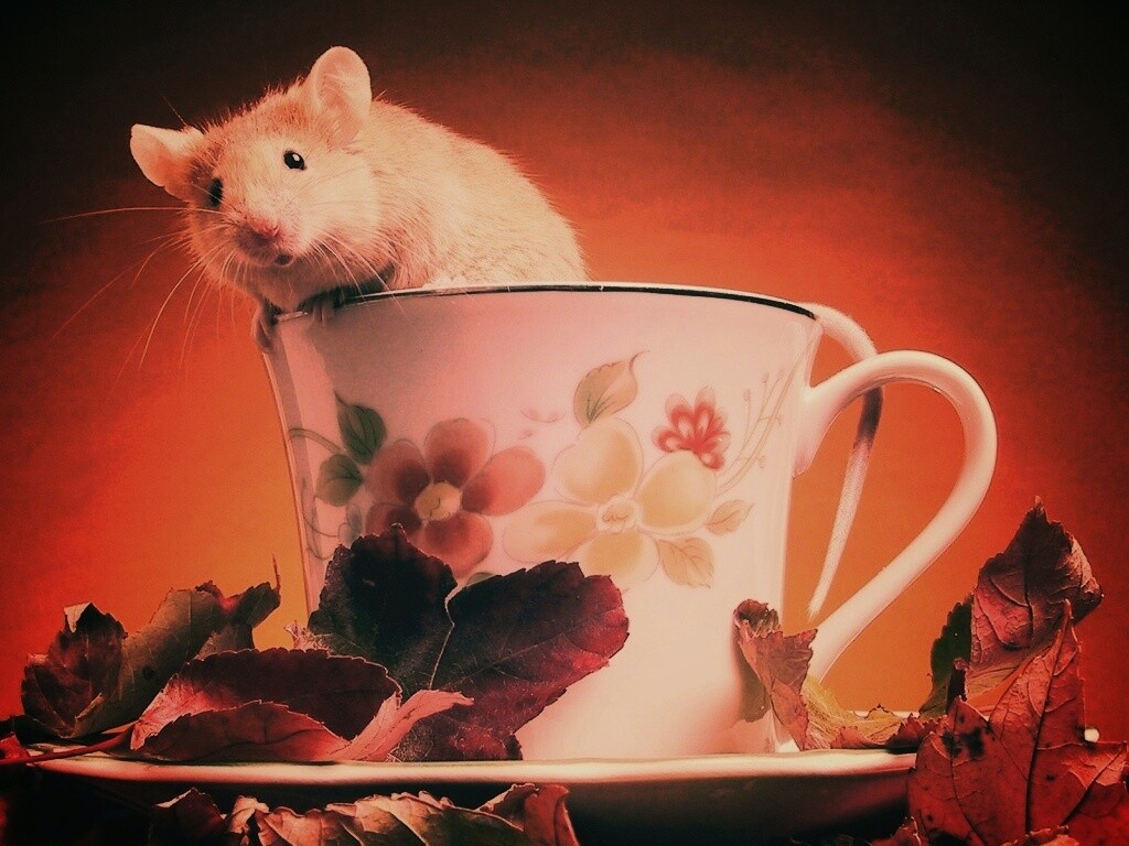 Мышонок выбирается из чашки обои