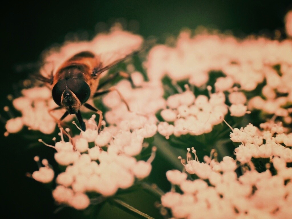 Пчела на нежный белых цветах обои