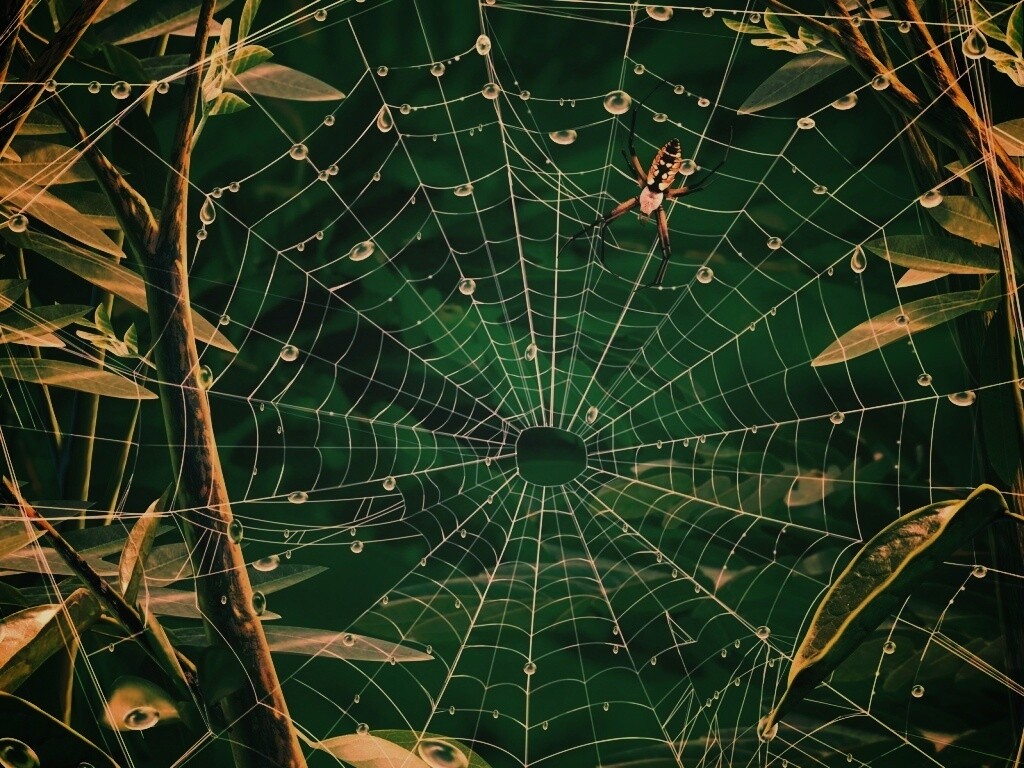 Паутина и паук обои