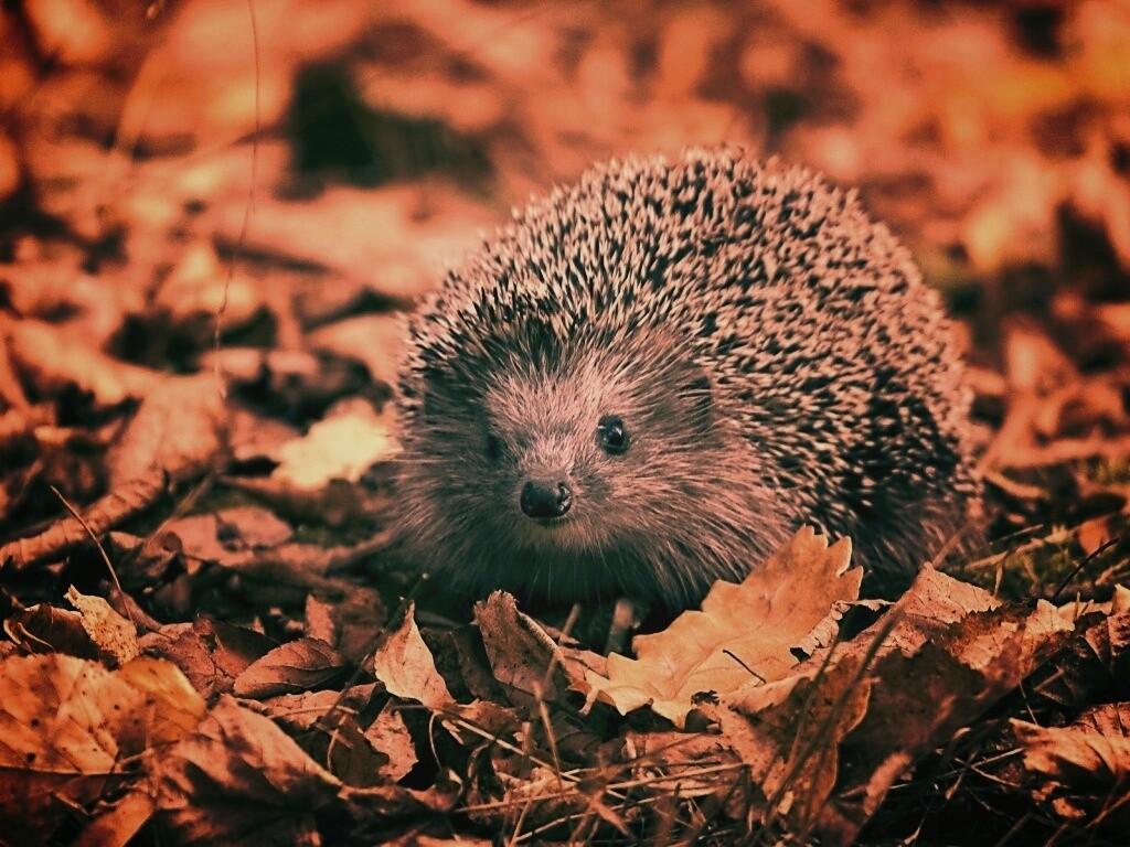 Ежик в осенней листве обои