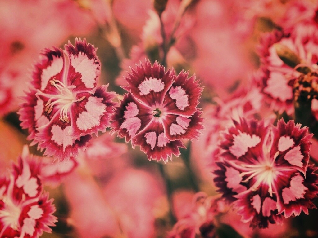 Неизвестные науке цветы обои