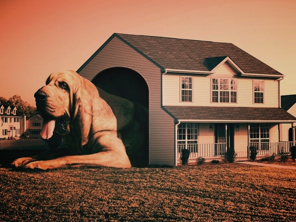 Действительно большая собака обои