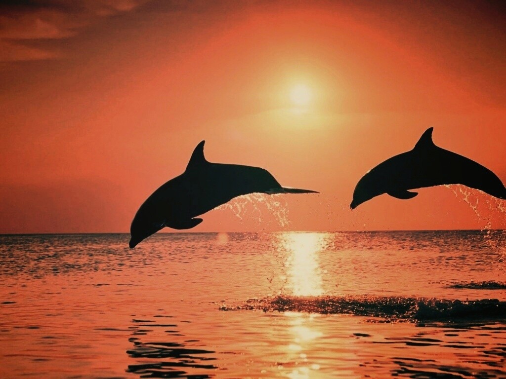 Дельфины выпрыгивают из воды обои