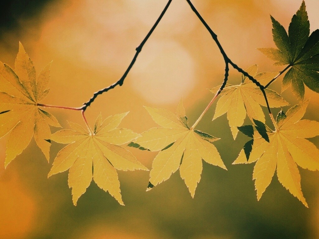 Зелёные листья обои