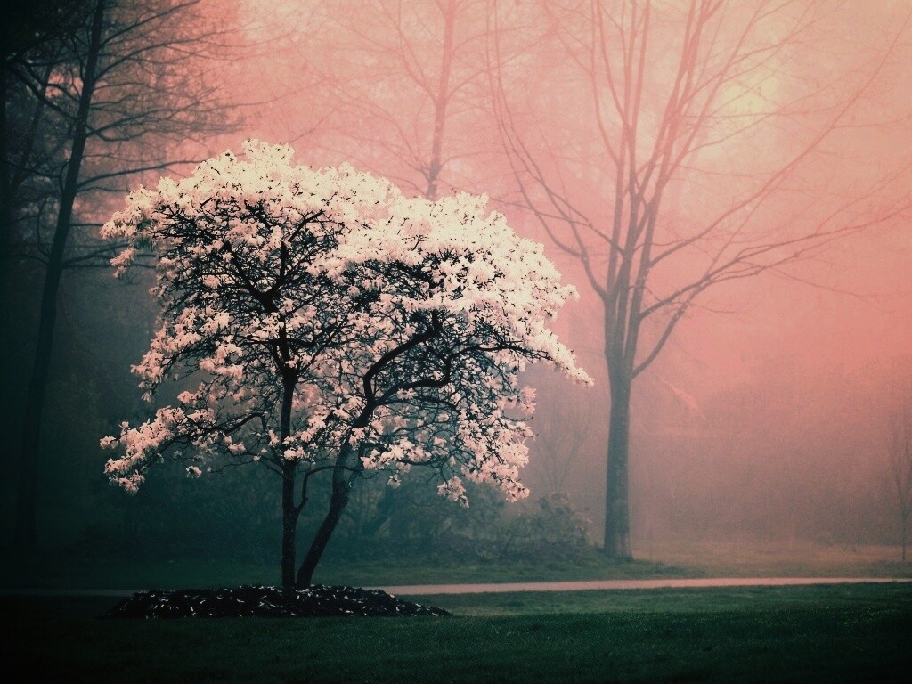 Цветущее дерево обои