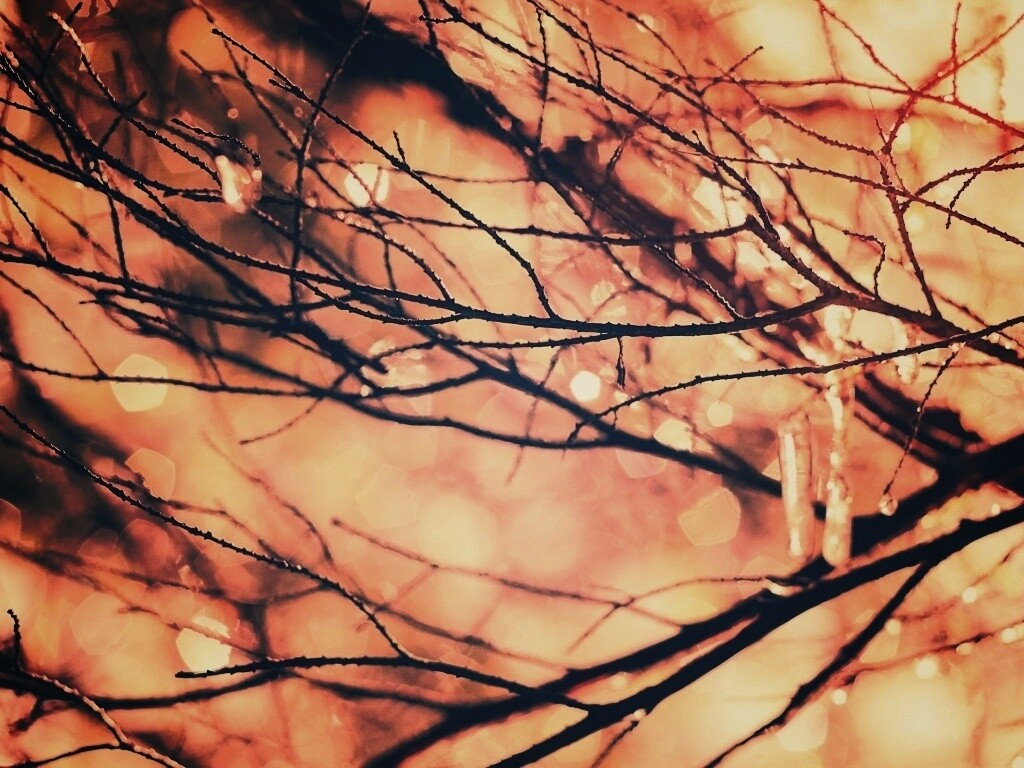 Мокрые ветви дерева обои