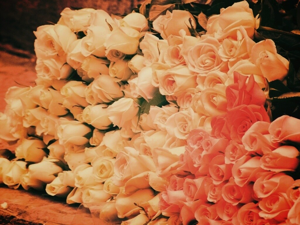 Букеты светлых роз обои