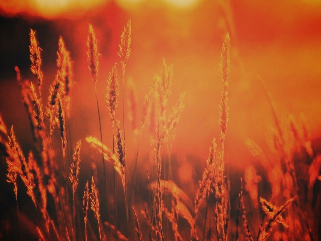 Солнечная трава обои