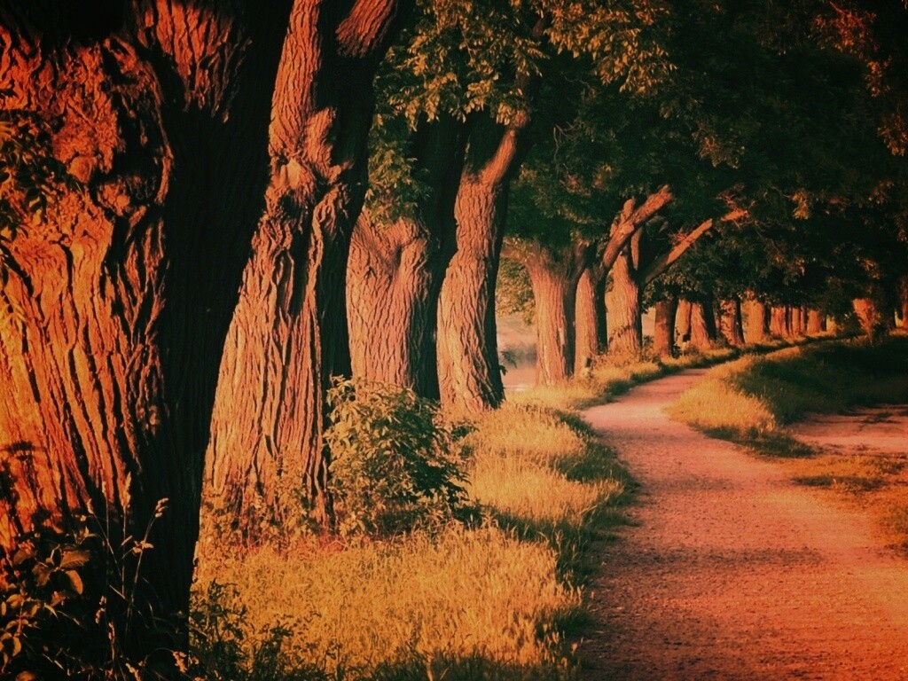 Аллея старых раскидистых деревьев обои