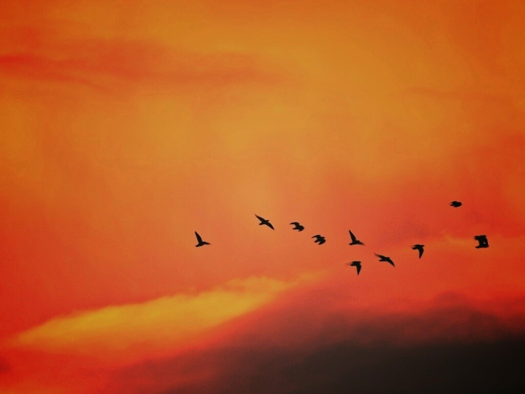 Птицы летят в закатном небе обои
