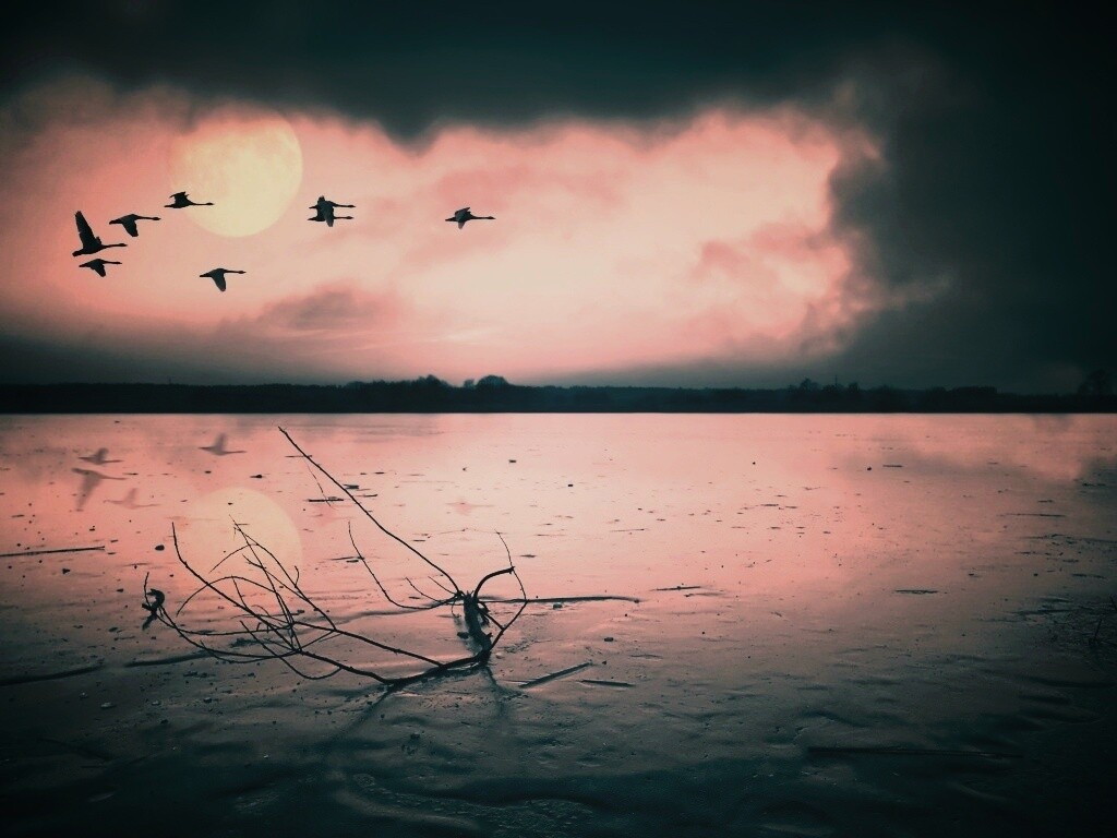 Полет птиц над озером обои