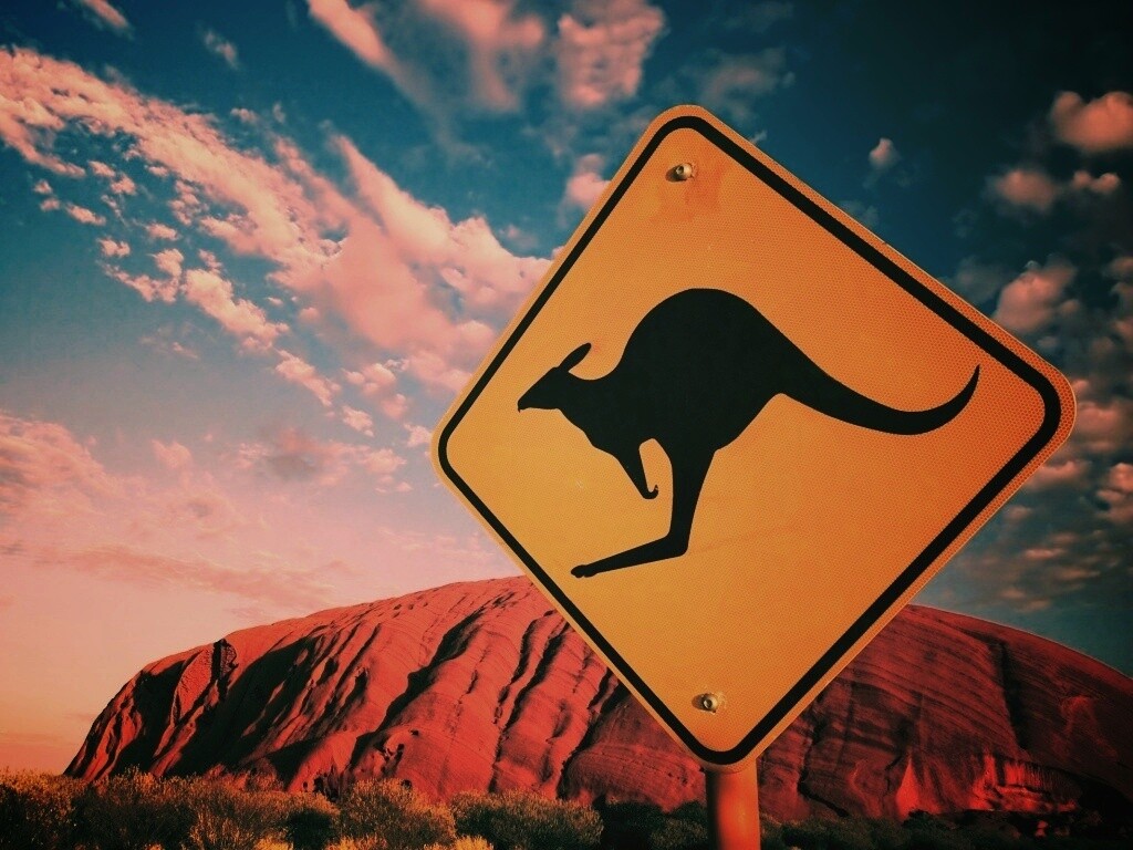 Осторожно, кенгуру! обои