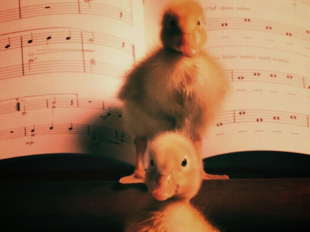 Музыкальные утята обои