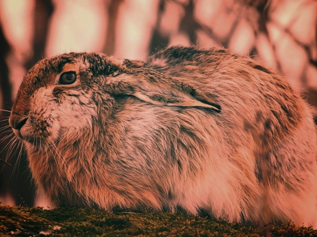 Нахохлившийся заяц-русак обои