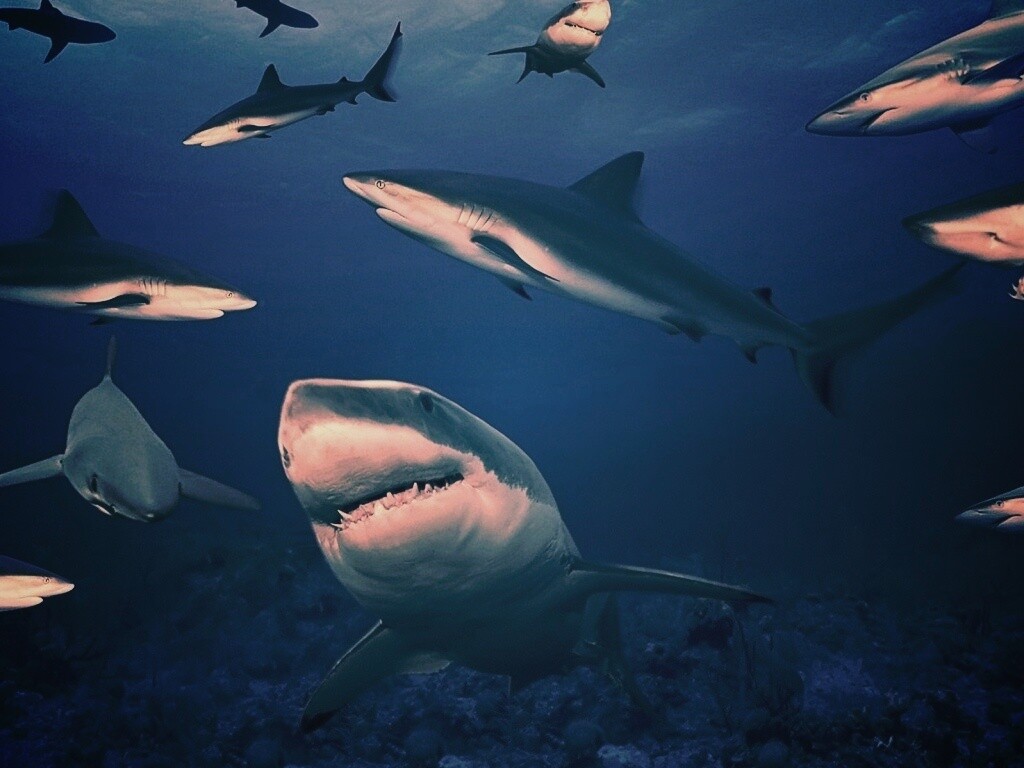 Стая акул обои