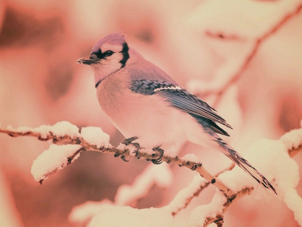 Маленькая синяя птичка обои